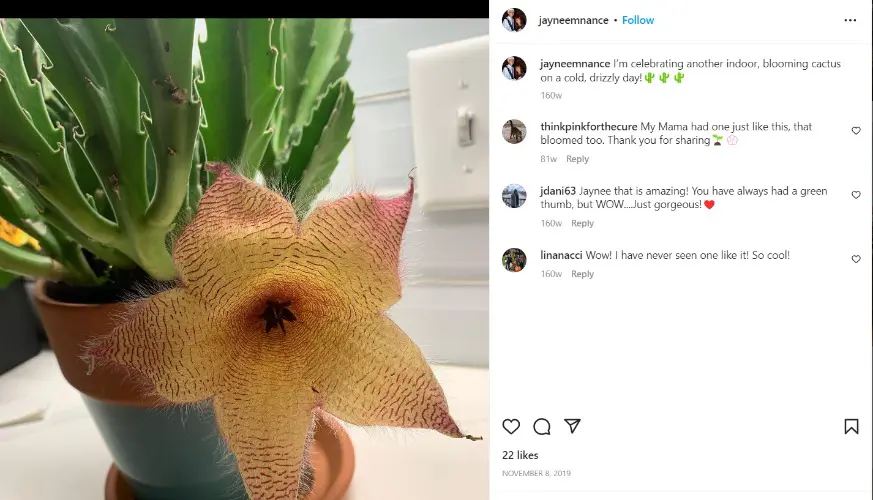 Jaynee through her Instagram shared a picture of a beautiful flower as she adds another indoor plant to her decor.