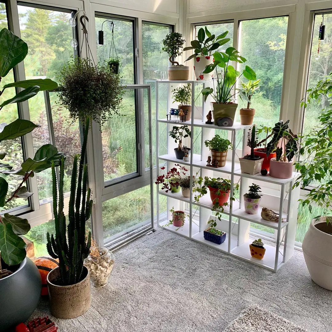 An organised collection of plants in Jaynee's house.