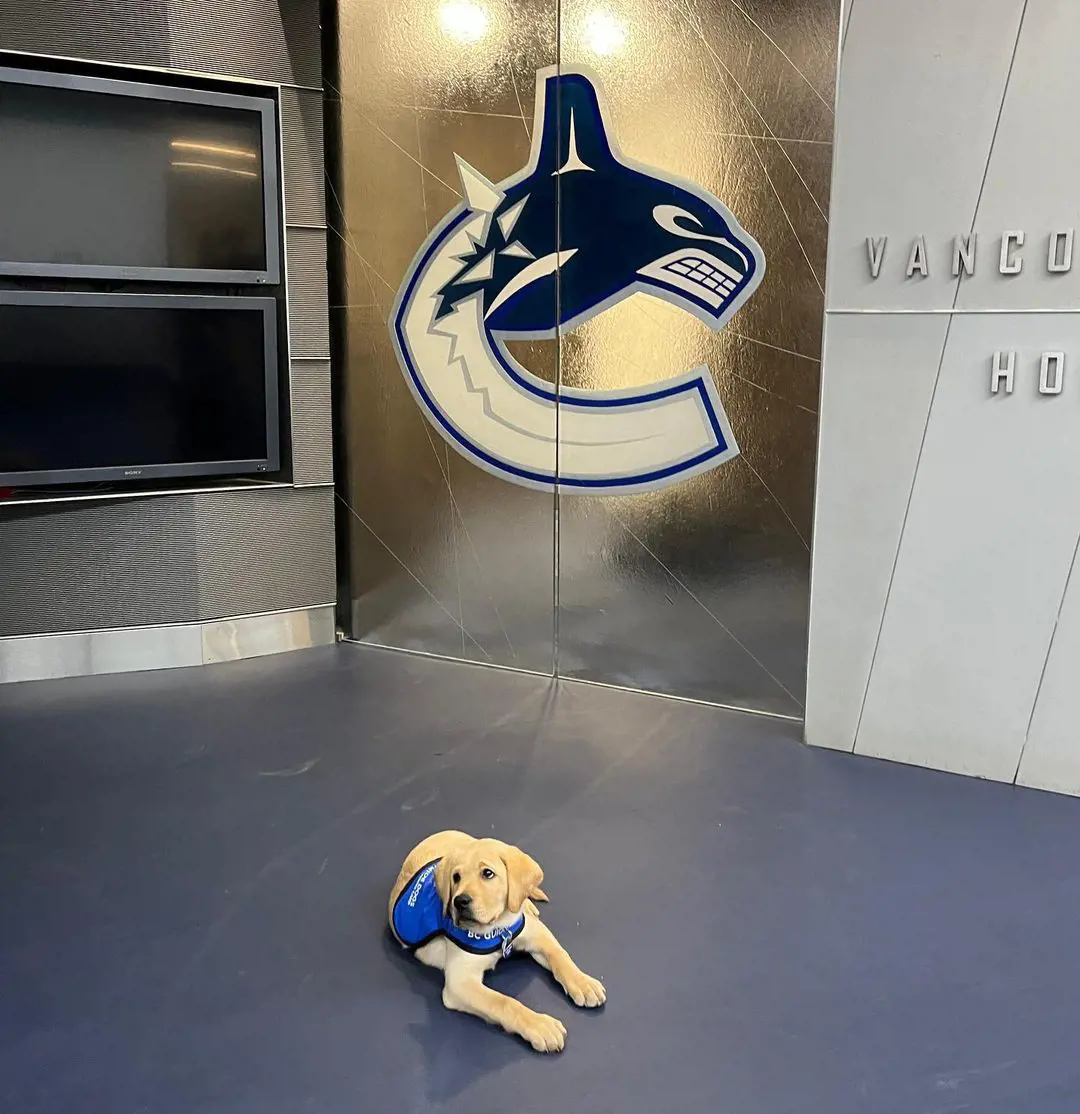 Canucks work with BC Guide Dogs to sponsor puppies and raise a service dog.